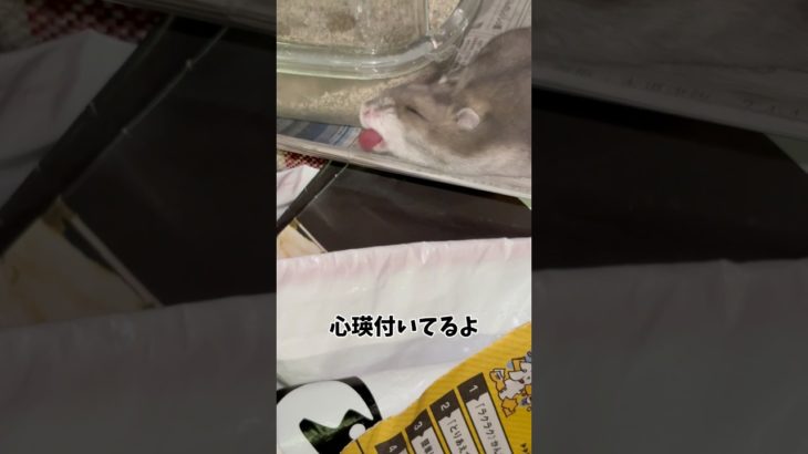 心瑛付いてるよ #ハムスターのいる生活 #ハムスター #癒し #pet #ペット #animal #ドワーフハムスターショート動画 #かわいい #ドワーフハムスター #可愛い