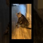 #pets #cats #pet cute moments #pet funny moments #people and pets #animals #fpy #foryou #happy