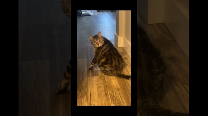 #pets #cats #pet cute moments #pet funny moments #people and pets #animals #fpy #foryou #happy