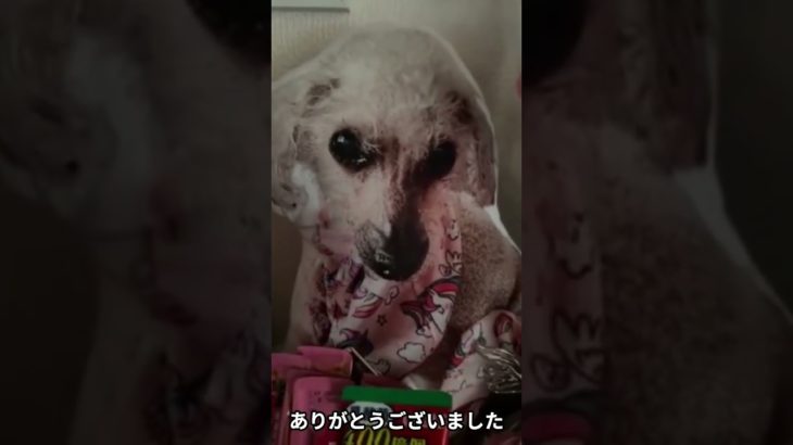 ペットロスの乗り越え方 #shorts #ペットロス #ユアフォトクッション