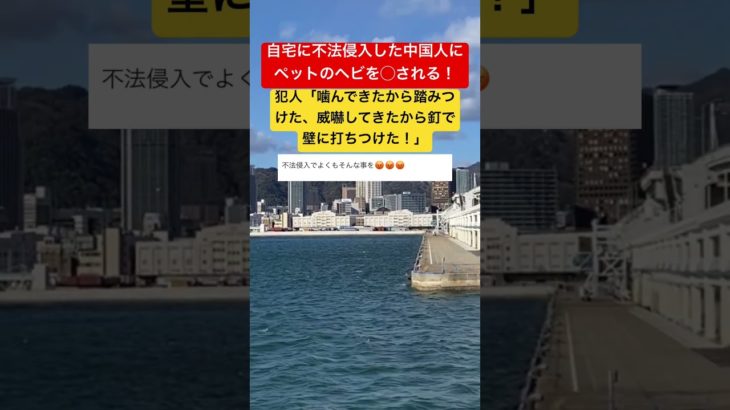 自宅に不法侵入した中国人にペットのヘビを◯される！ #時事ネタ #ネットニュース #ヘビ #ペット #中国人 #shorts #独り言