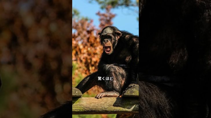 チンパンジーの雑学#動物 #かわいい動物 #動物雑学 #猫 #犬 #ペット #野生動物 #ユーチューブショート #shorts