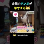 会話のテンポが早すぎるシェルティ【会話ボタンでしゃべる犬】 #shorts  #dog