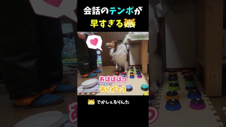 会話のテンポが早すぎるシェルティ【会話ボタンでしゃべる犬】 #shorts  #dog