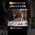 シェルティのおねだりを上手にかわす方法【会話ボタンでしゃべる犬】 #shorts  #dog