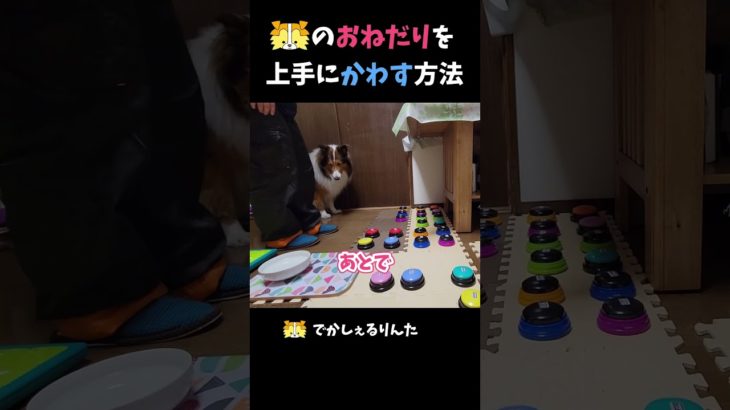 シェルティのおねだりを上手にかわす方法【会話ボタンでしゃべる犬】 #shorts  #dog
