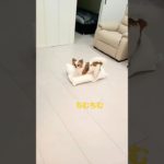 力ずく✨＃shorts＃chihuahua＃Pretty＃可愛い​　＃ペット​＃癒し​＃チワワ＃いぬ＃dog＃Cute