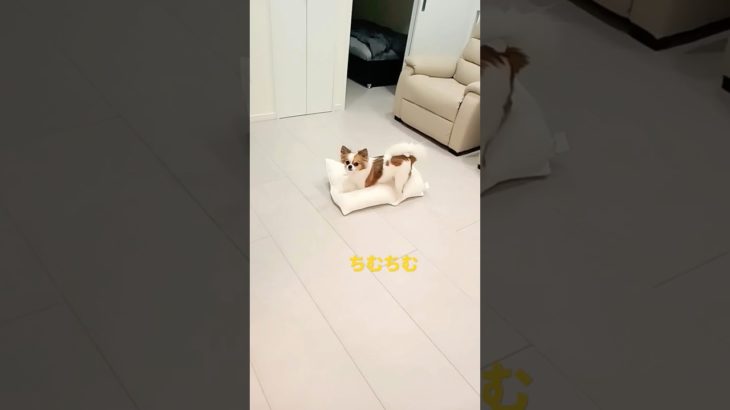 力ずく✨＃shorts＃chihuahua＃Pretty＃可愛い​　＃ペット​＃癒し​＃チワワ＃いぬ＃dog＃Cute