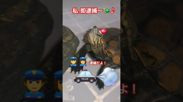 逮捕されたかめきち#short#亀#ペット#可愛い#バズる#ウンキュウ#流行る#面白い#人気#turtle #爬虫類 #逮捕#パトカー#爆笑#歌#かめ