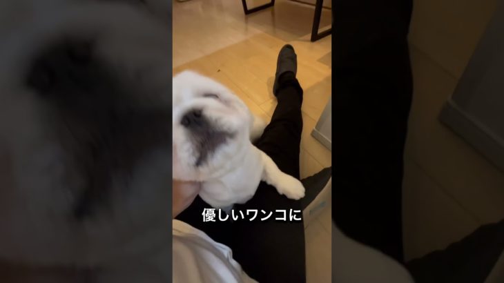 『パパおかえりアタック』#愛犬 ♯ペキニーズ♯独身男性 #仲良し #ペット #癒し #愛犬　♯おもいびと