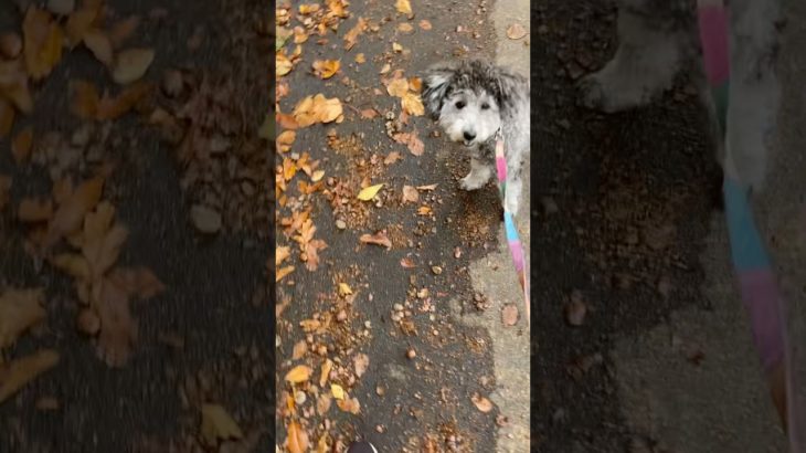 どんぐりに翻弄される犬#犬#いぬ#ペット#シュナプー#トイプードル#癒される#楽しい#北海道は秋がきました