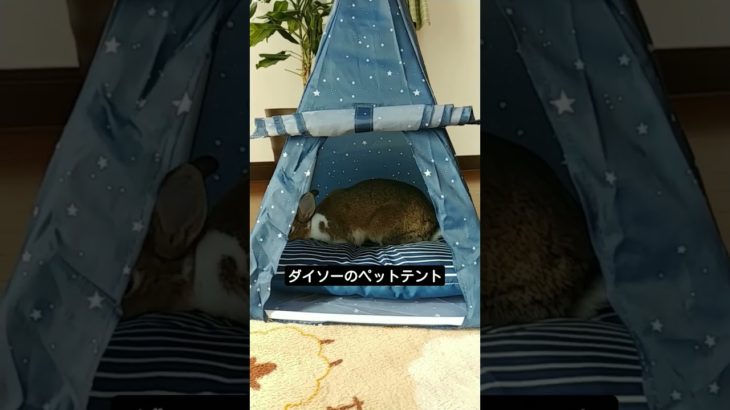 ダイソーペットテント　うさぎ※クッションは付いてません