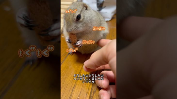 【ペットに向けて一言】 #ピー助 #生き物紹介 #リチャードソンジリス #動物#ペット