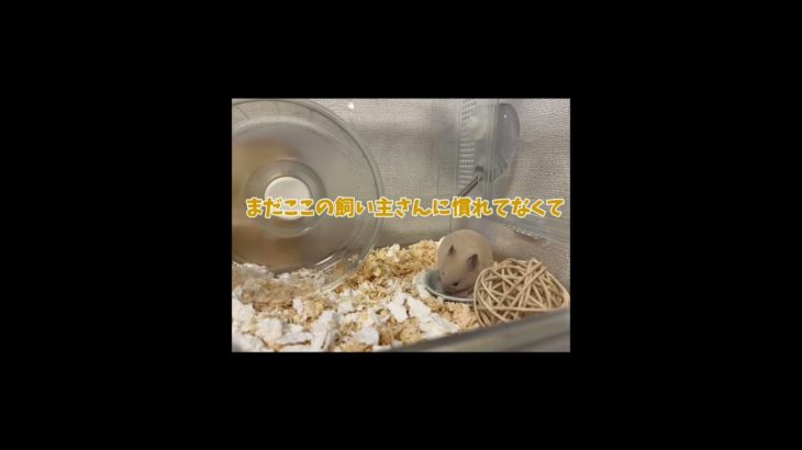 新しいペット！