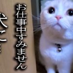 深夜に犬の異変に気づいた猫について行った結果…