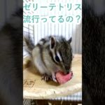 しまりす「ポン吉」面白いのかな？！ゼリーテトリス！！