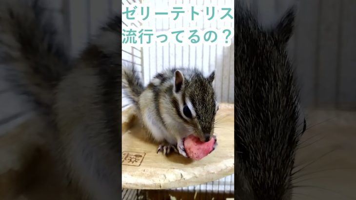 しまりす「ポン吉」面白いのかな？！ゼリーテトリス！！