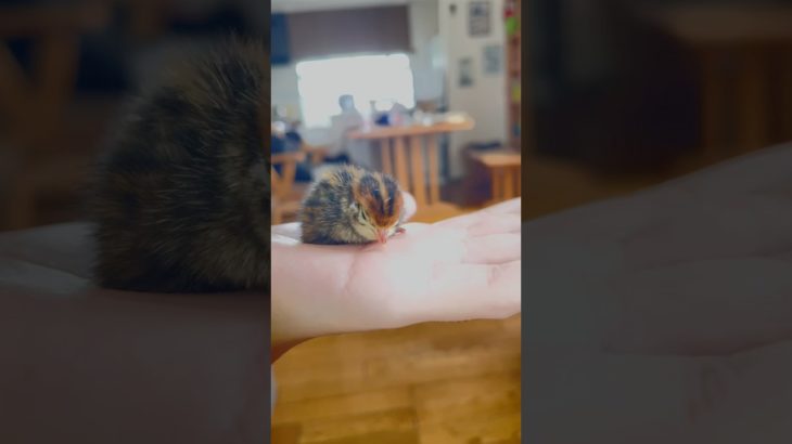 【うずらを孵化】成長の喜び#生きもの観察 #生物観察 #孵化#ペットと暮らす #ペット飼育可 #うずらちゃん #うずら