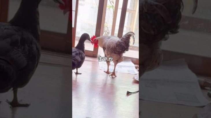 まさかあんたたち、、、 #アイガモ #にわとり #天草大王 #ペット #部屋飼い