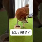 【ペット腸活サプリ】マックスピー試したら飼い主さんもびっくり #いぬのいる生活 #ねこのいる生活