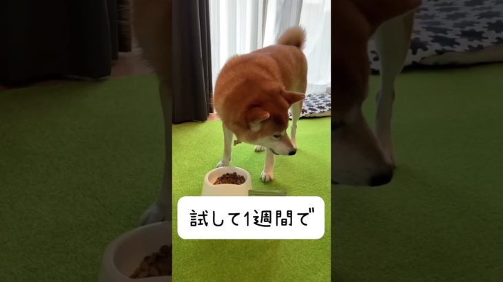 【ペット腸活サプリ】マックスピー試したら飼い主さんもびっくり #いぬのいる生活 #ねこのいる生活