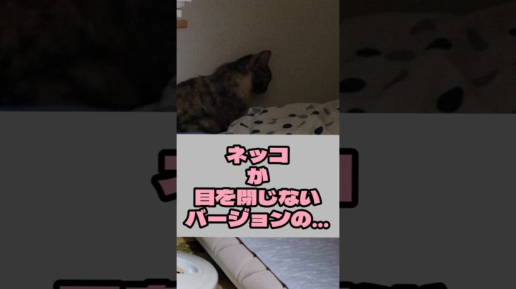 静止画を作り出せるネッコ#猫 #癒し #ペット #瞑想 #かわいい