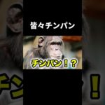 皆々チンパン #フィッシャーズ