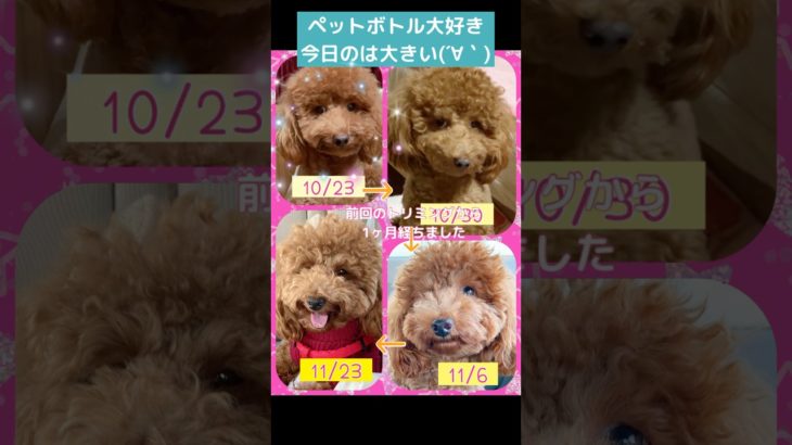 ペットボトルで遊ぶアルちゃん＆トリミング記録1ヶ月の変化♡ #トイプードル #犬のいる生活