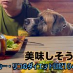 和室リフォーム完了しました【オスカー・リコのダイエット日記104 105日目】