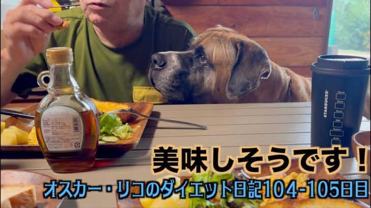 和室リフォーム完了しました【オスカー・リコのダイエット日記104 105日目】