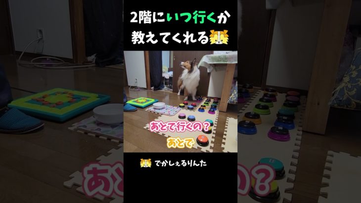 2階にいつ行くか教えてくれるシェルティ【会話ボタンでしゃべる犬】 #shorts #dog