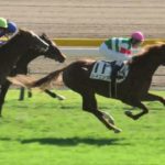 2024 11 3 東京競馬場第5レース　メイクデビュー東京（新馬戦）レイニング　フクチャンサクラ　ドゥラリス　他