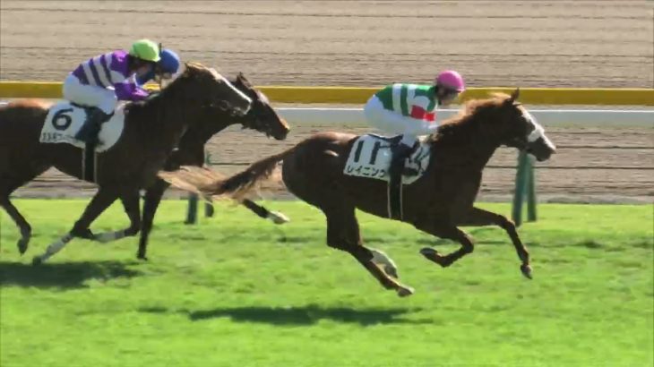 2024 11 3 東京競馬場第5レース　メイクデビュー東京（新馬戦）レイニング　フクチャンサクラ　ドゥラリス　他