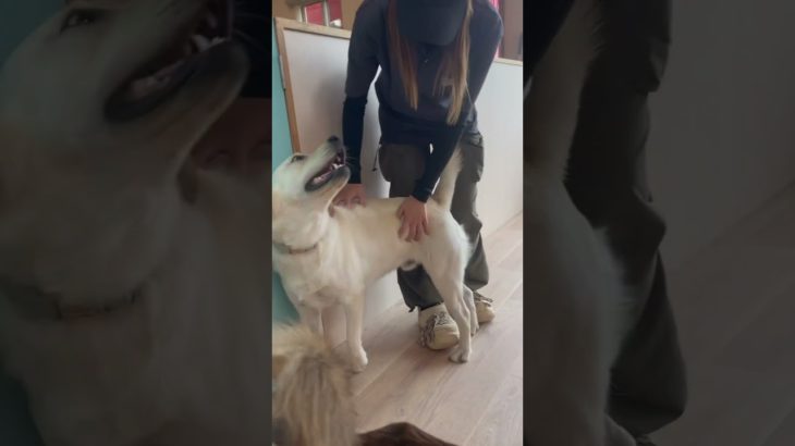 さくくん合流〜！🐕💨#20241108おうちホテル#ペットホテル#ケージフリー#静岡県袋井市 #ワンコワークス#大型犬#小型犬#中型犬#犬のいる暮らし#イヌバーシティ