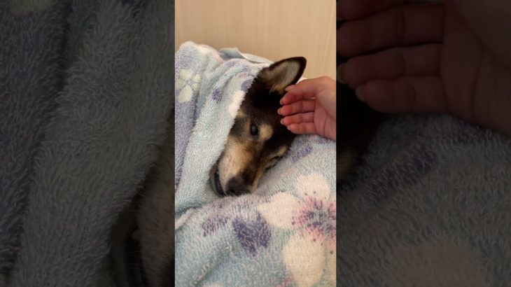 ねむねむ😴#20241112おうちホテル#ペットホテル#ケージフリー#静岡県袋井市 #ワンコワークス#大型犬#小型犬#中型犬#犬のいる暮らし#イヌバーシティ