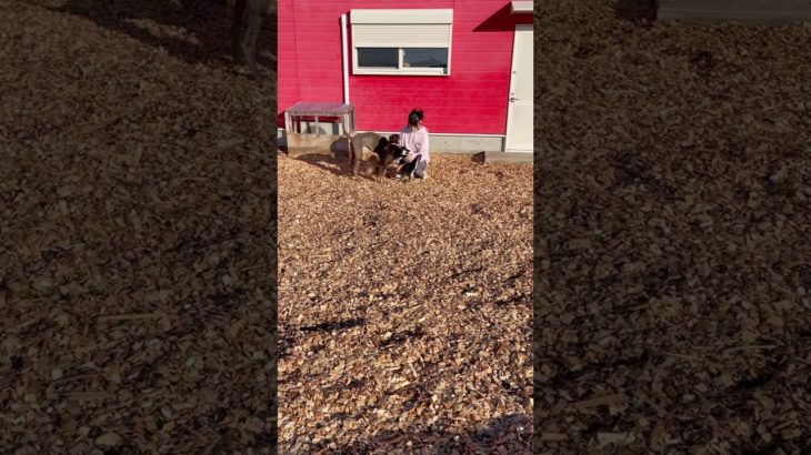 甘えんぼさん達集合🫶#20241123おうちホテル#ペットホテル#ケージフリー#静岡県袋井市 #ワンコワークス#大型犬#小型犬#中型犬#犬のいる暮らし#イヌバーシティ