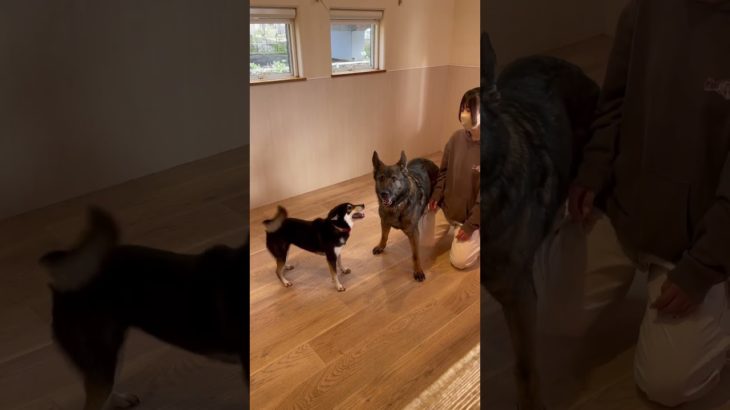 テンション高めなリリちゃん🌟#20241124おうちホテル#ペットホテル#ケージフリー#静岡県袋井市 #ワンコワークス#大型犬#小型犬#中型犬#犬のいる暮らし#イヌバーシティ