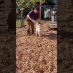 取ってこ〜い🐕💨#20241125おうちホテル#ペットホテル#ケージフリー#静岡県袋井市 #ワンコワークス#大型犬#小型犬#中型犬#犬のいる暮らし#イヌバーシティ