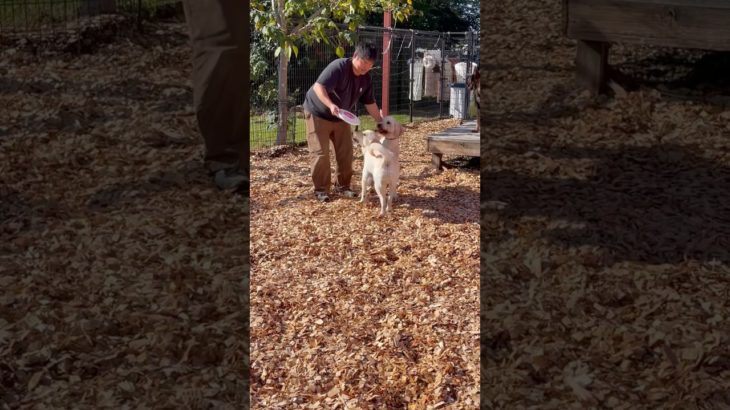 取ってこ〜い🐕💨#20241125おうちホテル#ペットホテル#ケージフリー#静岡県袋井市 #ワンコワークス#大型犬#小型犬#中型犬#犬のいる暮らし#イヌバーシティ