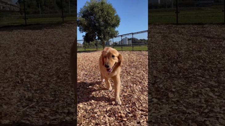 🌳☀️🐾#20241128おうちホテル#ペットホテル#ケージフリー#静岡県袋井市 #ワンコワークス#大型犬#小型犬#中型犬#犬のいる暮らし#イヌバーシティ