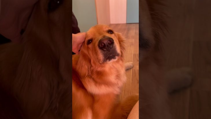 仲良く甘えん坊🐶💞#20241128おうちホテル#ペットホテル#ケージフリー#静岡県袋井市 #ワンコワークス#大型犬#小型犬#中型犬#犬のいる暮らし#イヌバーシティ