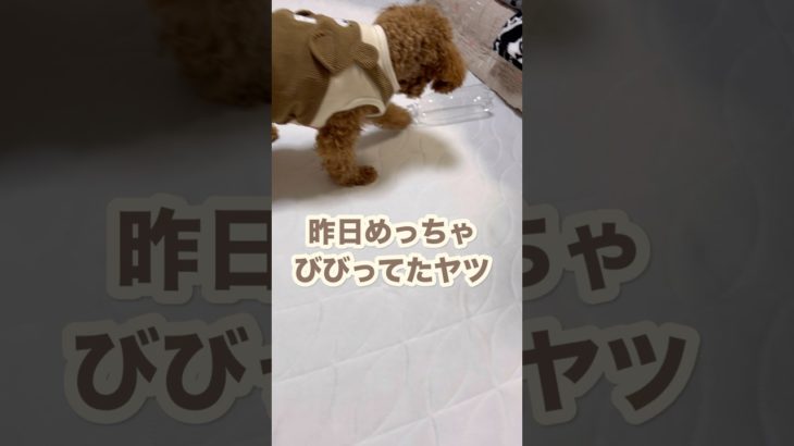 432日目【トイプードル】ペットボトルに果敢に挑んだ結果…#日常 #いぬのいる生活 #ペットボトル #挑む#shorts