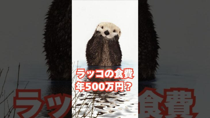 ラッコの食費 年500万円？　#雑学#動物#ペット#豆知識#面白い