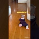 ペットボトルを取ろうとした結果•••#生後6ヶ月 #ズリハイ#赤ちゃん #赤ちゃんのいる生活 #諦めないで