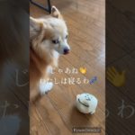 #ポメチワ#COCOちゃん#犬のいる生活#日常#だるい#癒しのペット