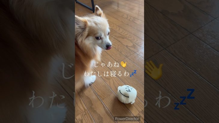 #ポメチワ#COCOちゃん#犬のいる生活#日常#だるい#癒しのペット