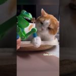 Cute cats compilation -13##funny cat##pet love##