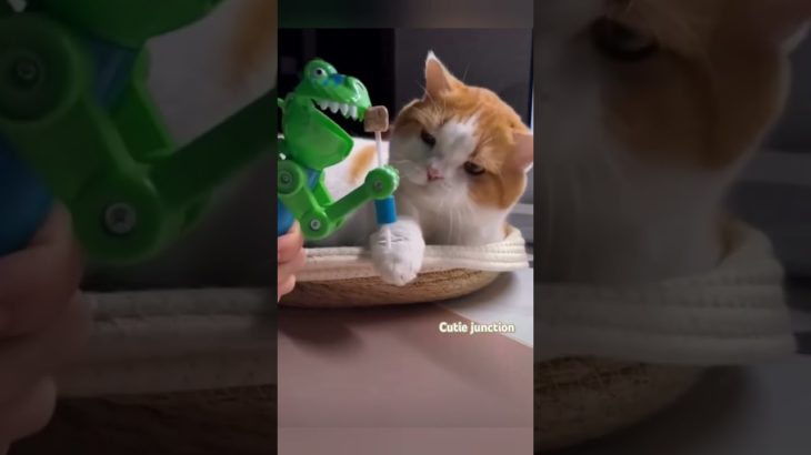 Cute cats compilation -13##funny cat##pet love##