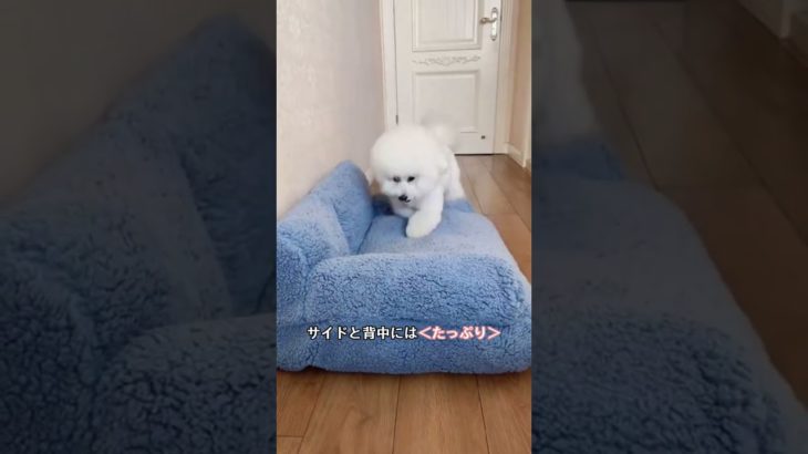 ✨ 推しソファ決定！モフモフ天国でリラックス🐾💕 #Giipet #ペット用品 #犬好き #猫好き #ふわふわ #おすすめアイテム #ペットと暮らす #癒しグッズ #高品質 #丸洗い可能