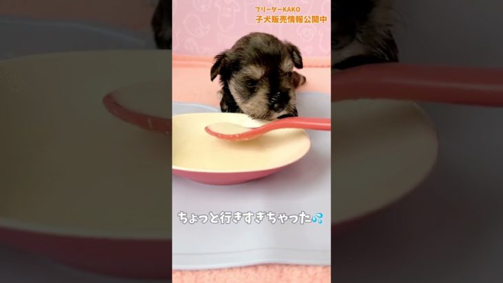ブリーダーKAKOのまいにちごはん。#ブリーダー #ペットショップ #パピールーム #町田 #東京 #子犬 #自家繁殖  #シュナウザー #10月26日生まれ #ミルクに夢中 #ミニチュアシュナウザー